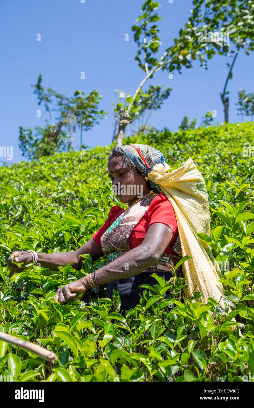 Unidentified donna che lavorano sulla piantagione di tè in Nuwara, Sri Lanka. Foto Stock