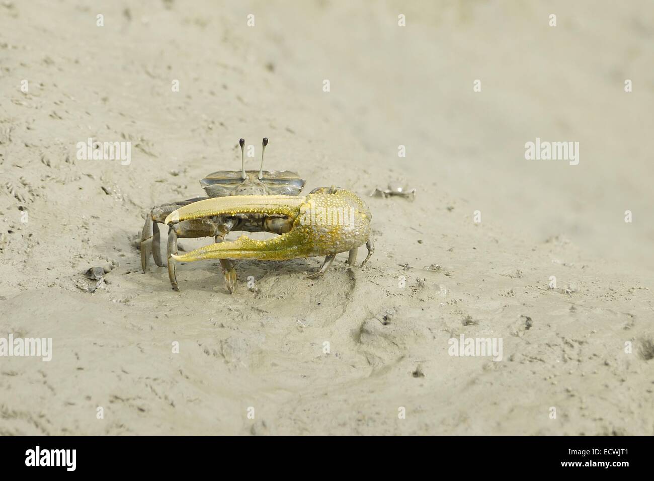 Ritratto di un marrone Fiddler Crab Foto Stock