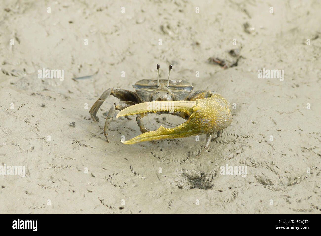 Ritratto di un marrone Fiddler Crab Foto Stock