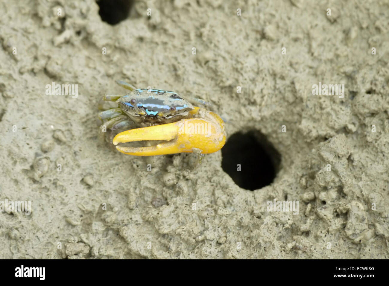 Un blu Fiddler Crab Foto Stock