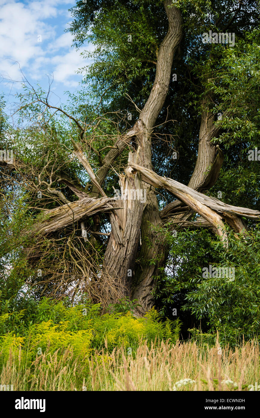 Un albero in estate dopo i fulmini Foto Stock