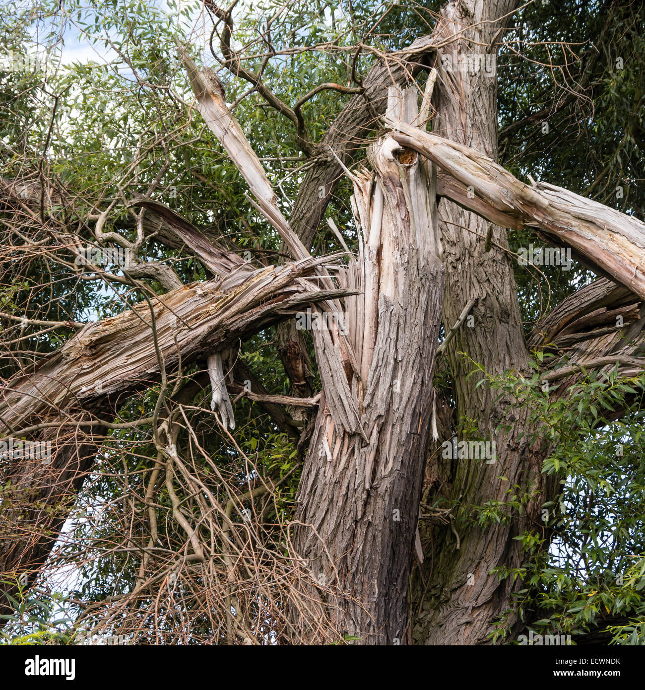 Un albero rotto dopo i fulmini Foto Stock