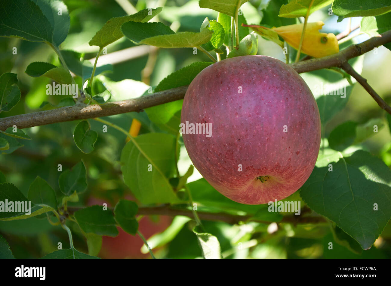 Red apple crescente sul ramo di albero Foto Stock