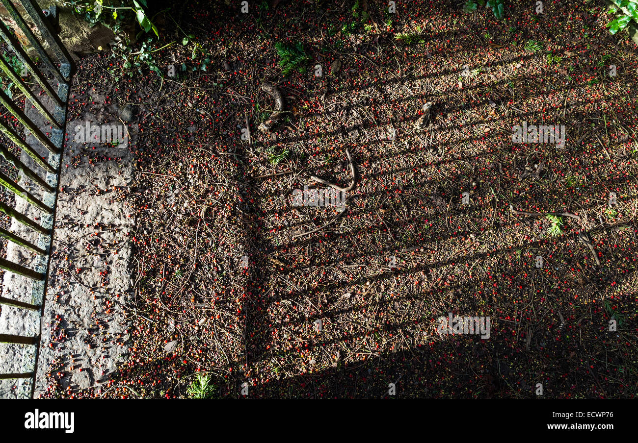 Ripe rosso Yew bacche posa sulla terra con l'ombra delle ringhiere di ferro battuto cancello. Foto Stock