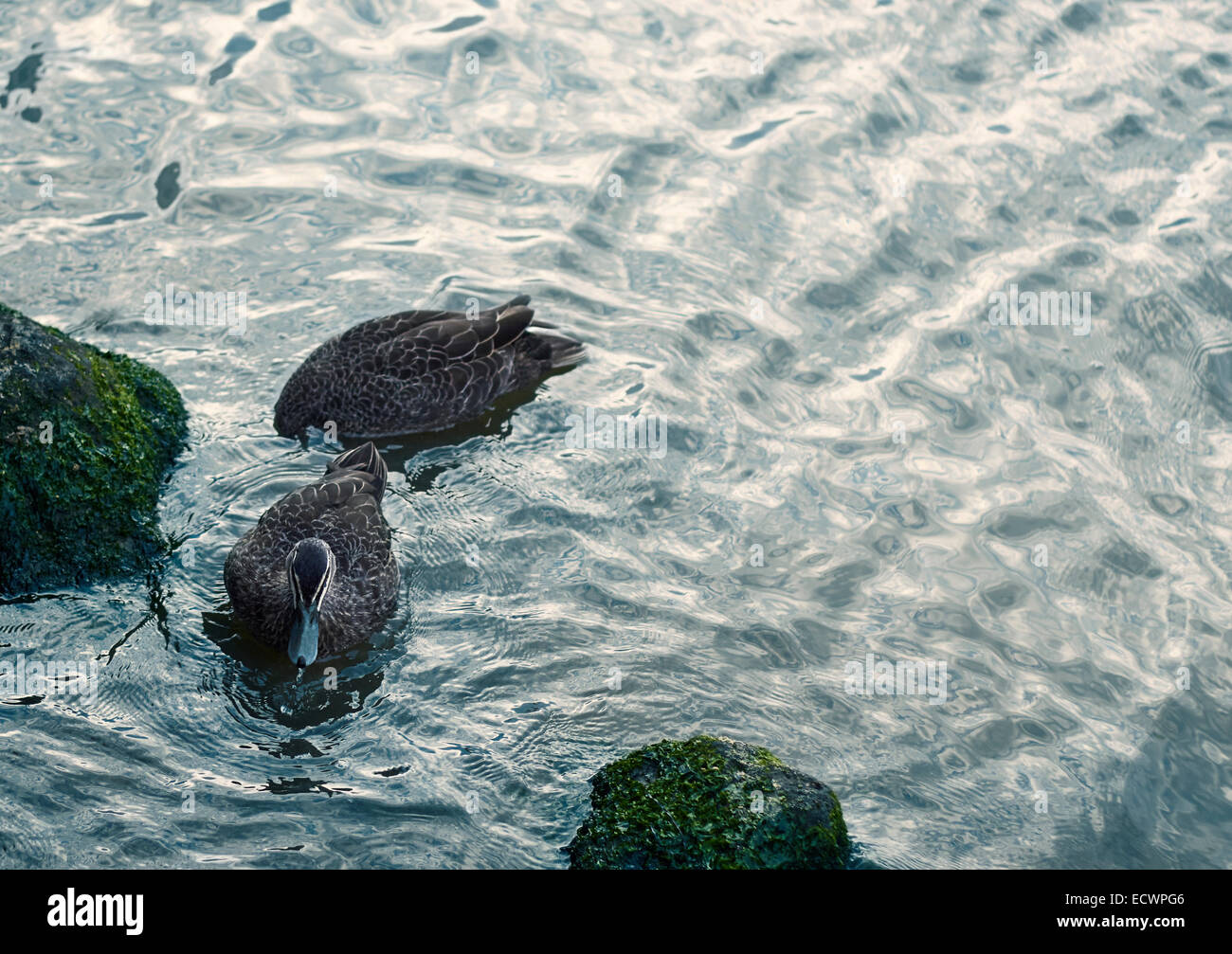 Pacific Black anatre a St. Kilda Pier, Australia Foto Stock