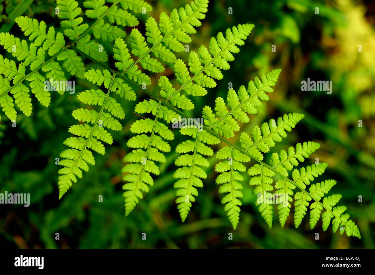 Foglie di felce in una foresta Foto Stock