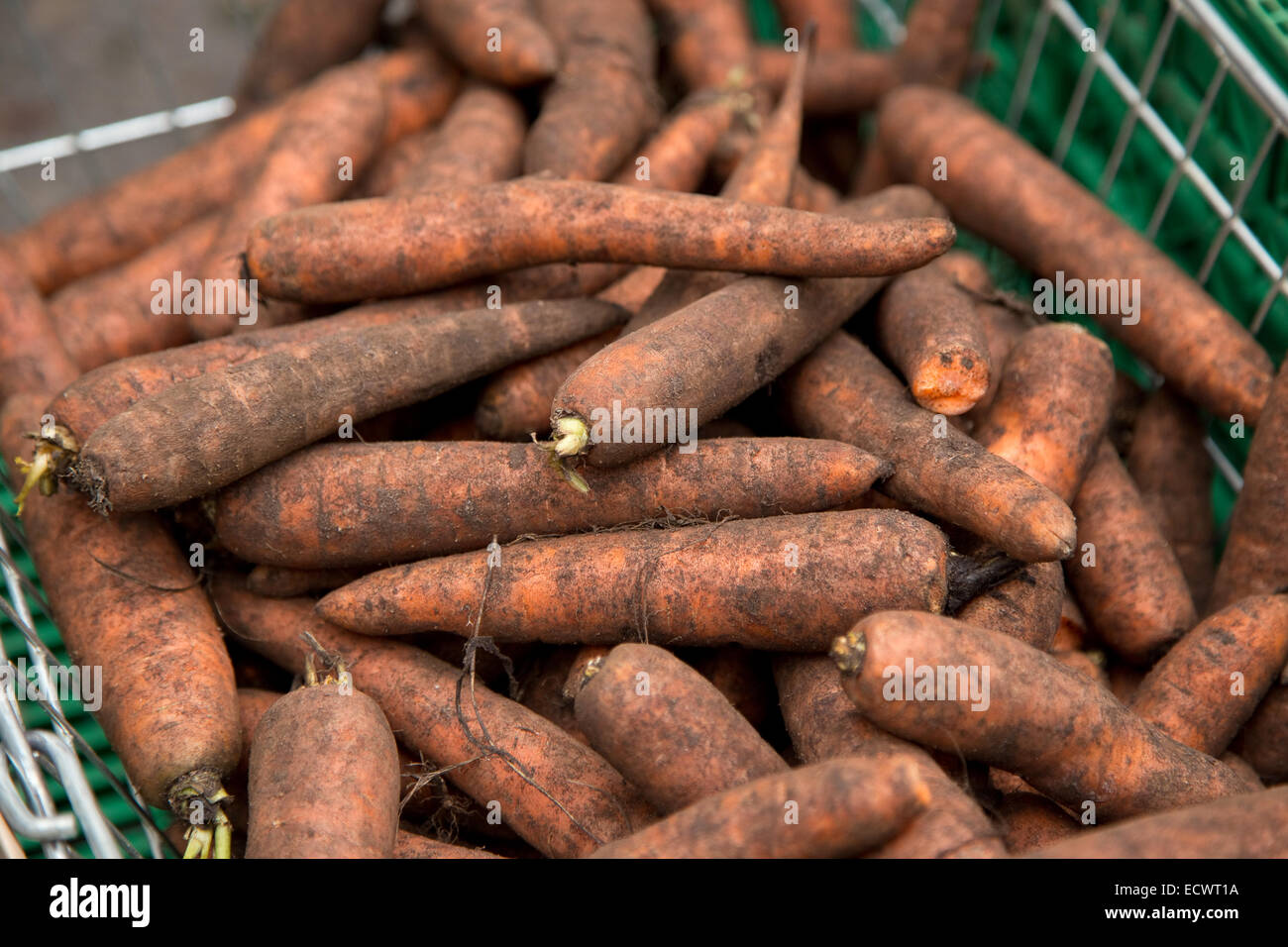 carote fresche Foto Stock