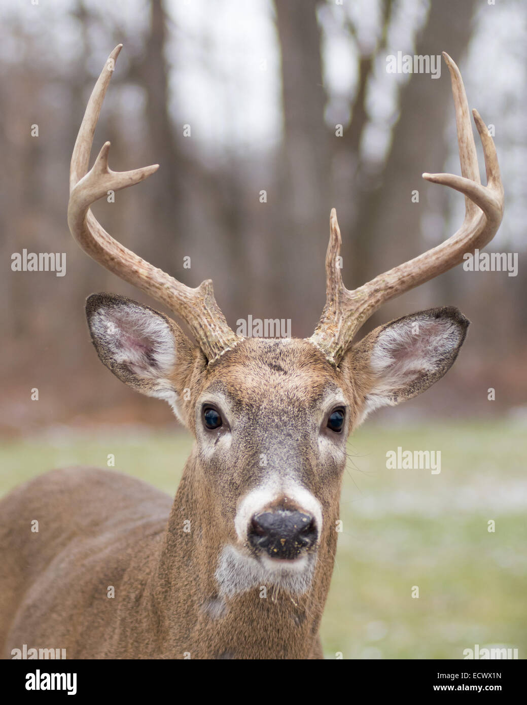 Culbianco Deer Buck close up colpo alla testa. Foto Stock