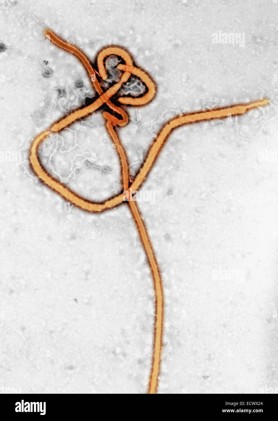 Microscopio elettronico a trasmissione di un virus Ebola virione. Foto Stock