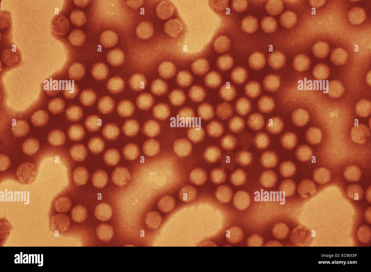 Micrografia elettronica di adenovirus equina. Foto Stock