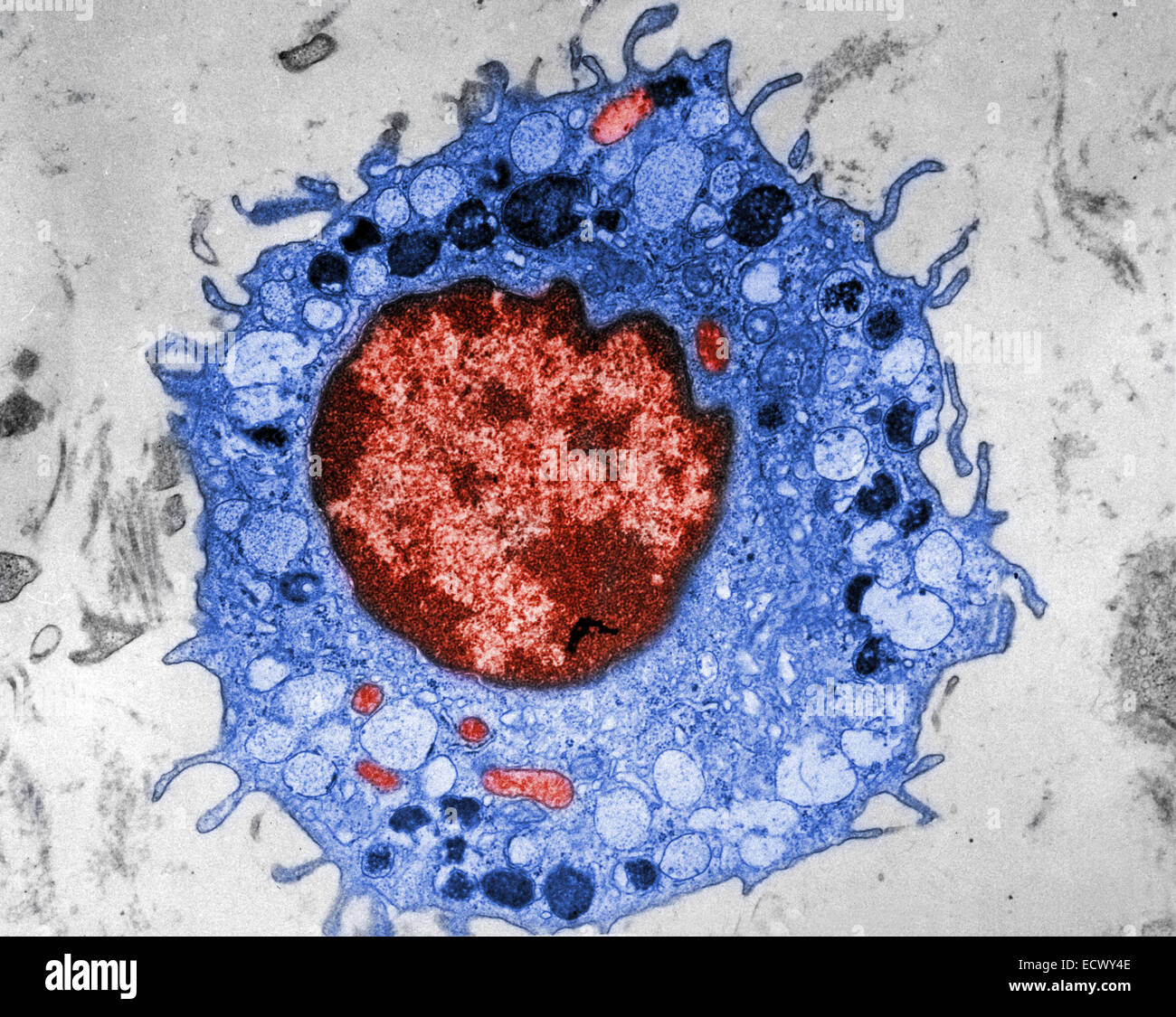 Micrografia elettronica di cellula di mammifero. Foto Stock