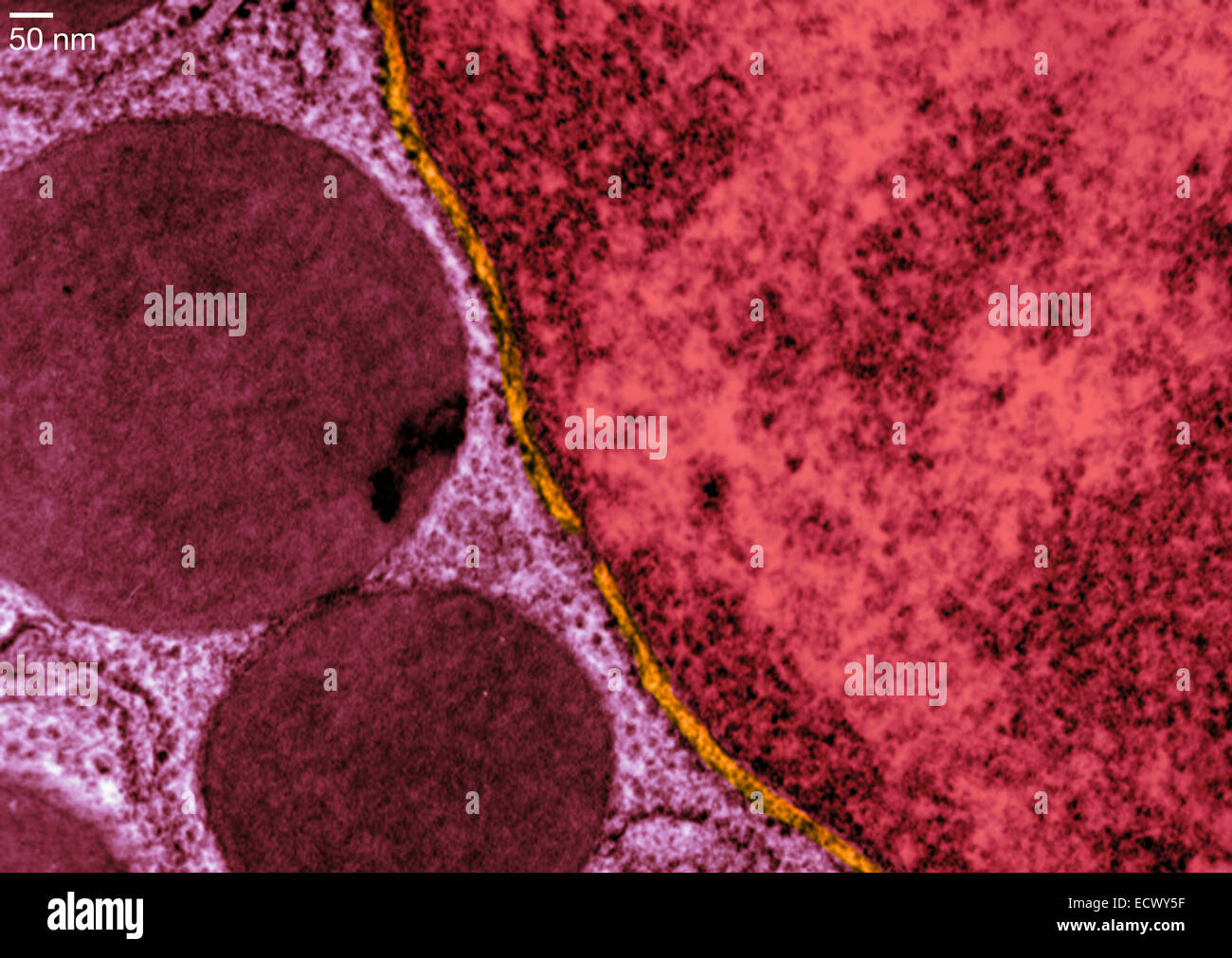 La trasmissione immagine al microscopio elettronico di una cellula pancreatica. Foto Stock