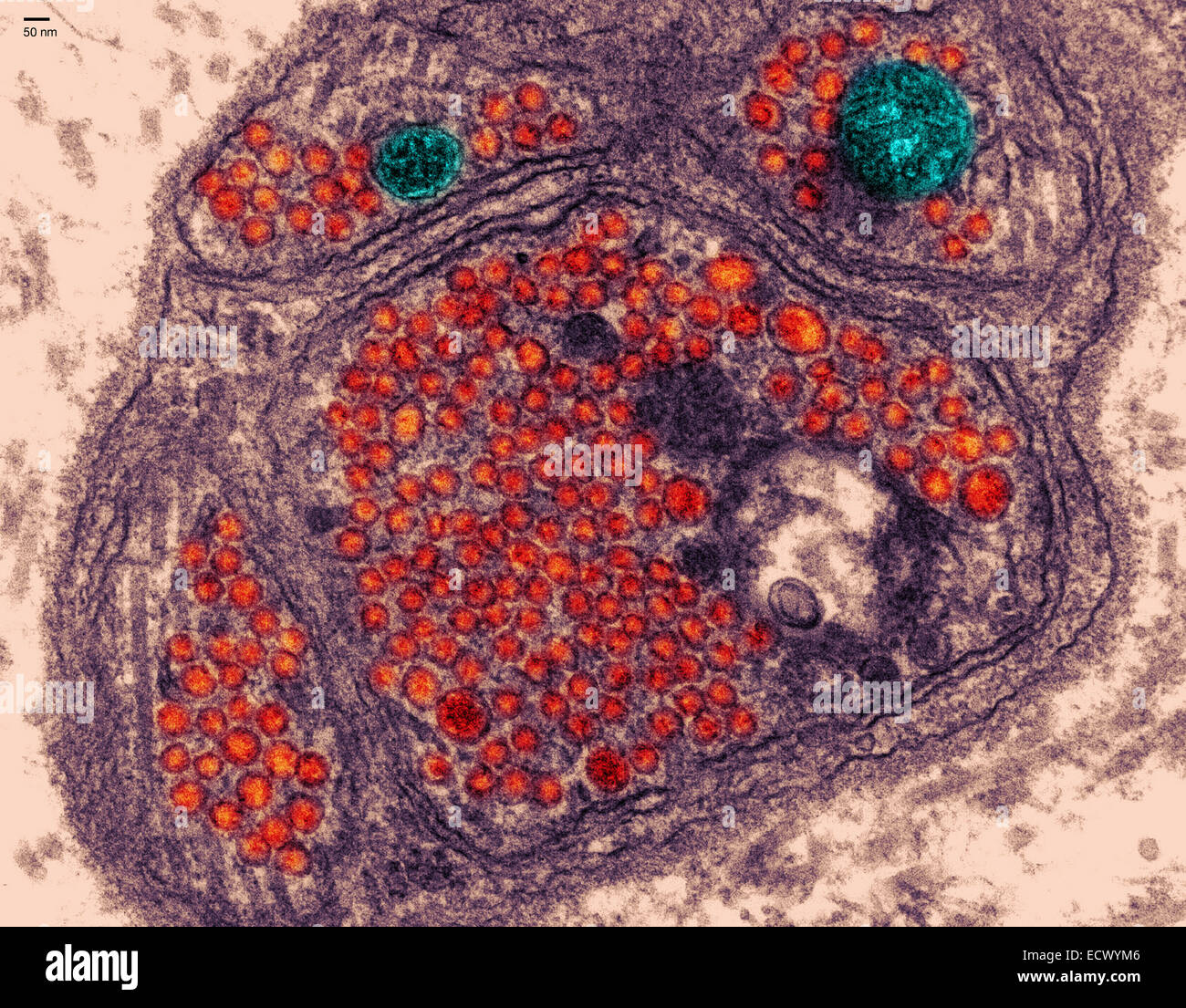 Micrografia elettronica di giunzione neuromuscolare. Foto Stock