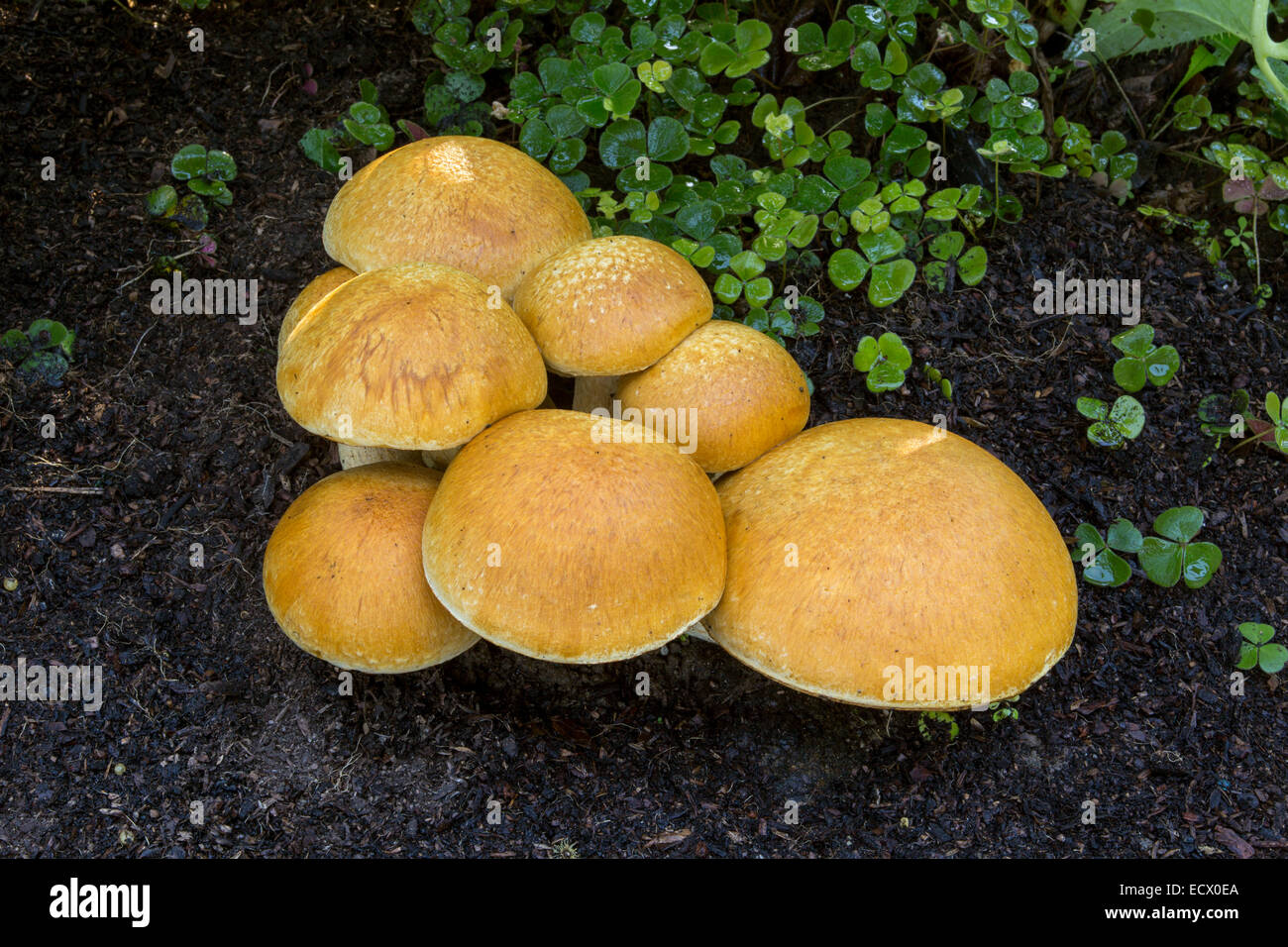 Chiodino fungo chiodino Funghi, Funghi, Funghi, tappo a fungo, dei tappi a fungo, Armillaria mellea, Novato, Marin County, California Foto Stock