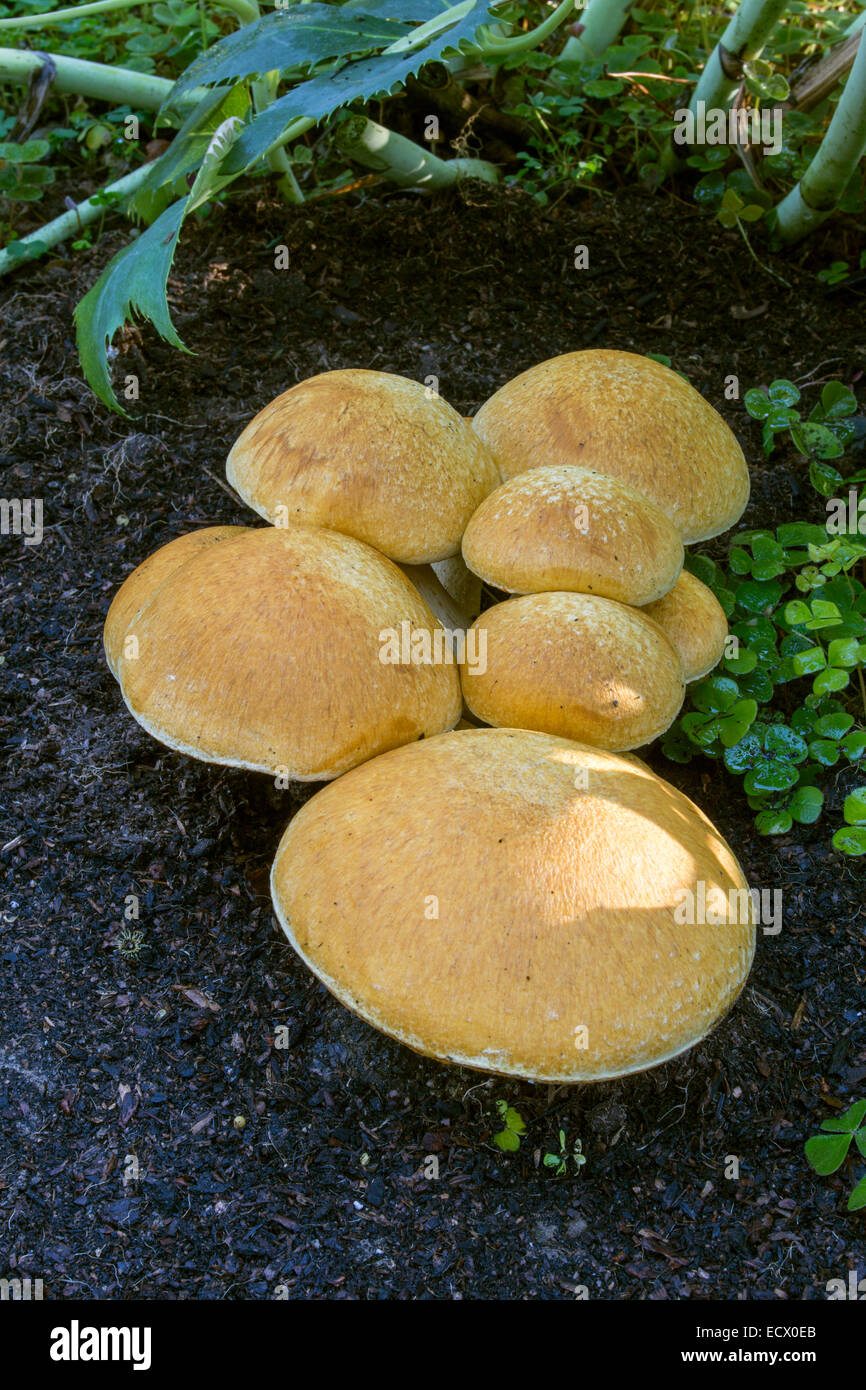 Chiodino fungo chiodino Funghi, Funghi, Funghi, tappo a fungo, dei tappi a fungo, Armillaria mellea, Novato, Marin County, California Foto Stock