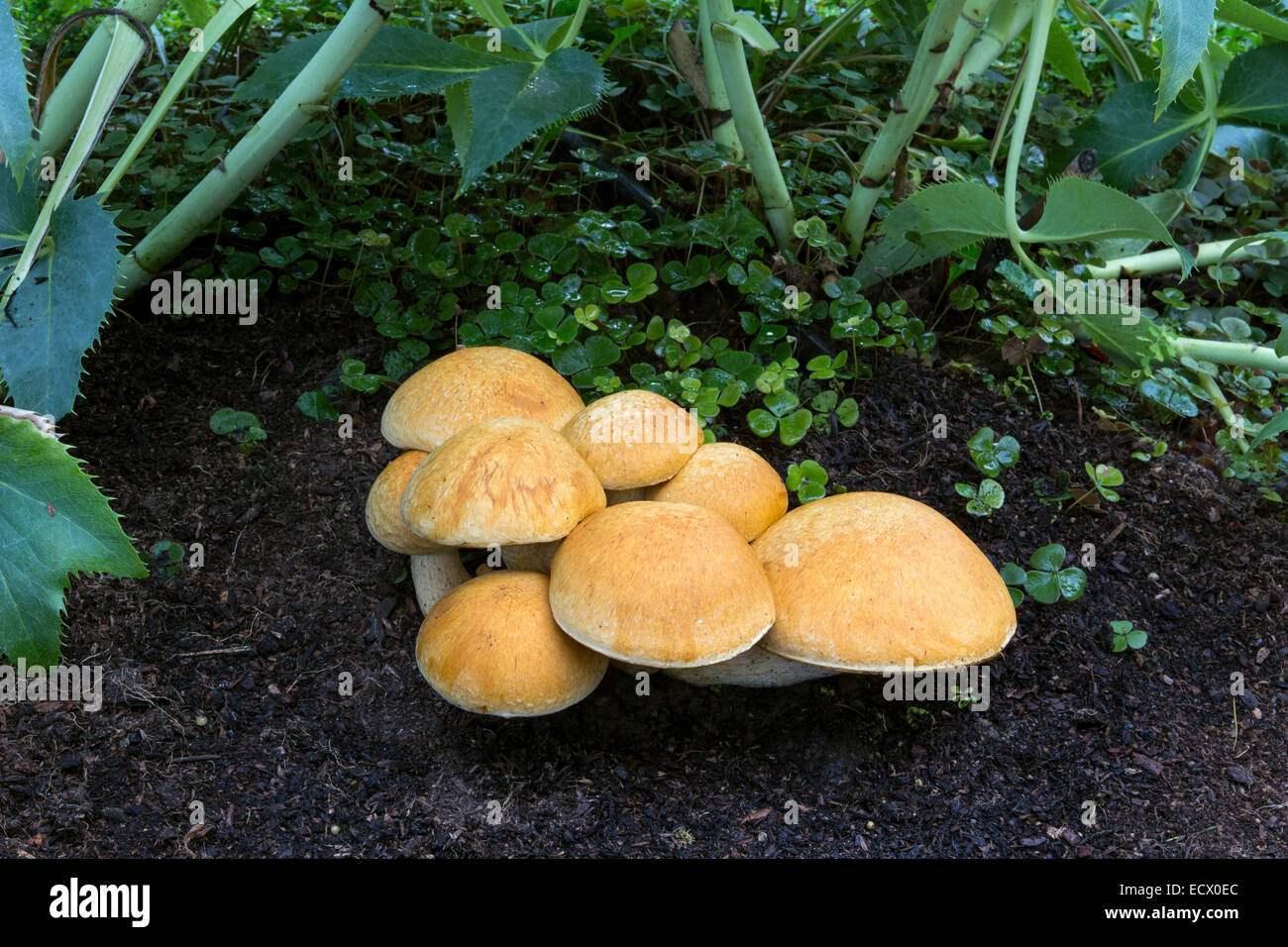 Chiodino fungo chiodino Funghi, Funghi, Funghi, tappo a fungo, dei tappi a fungo, Armillaria mellea, Novato, Marin County, California Foto Stock