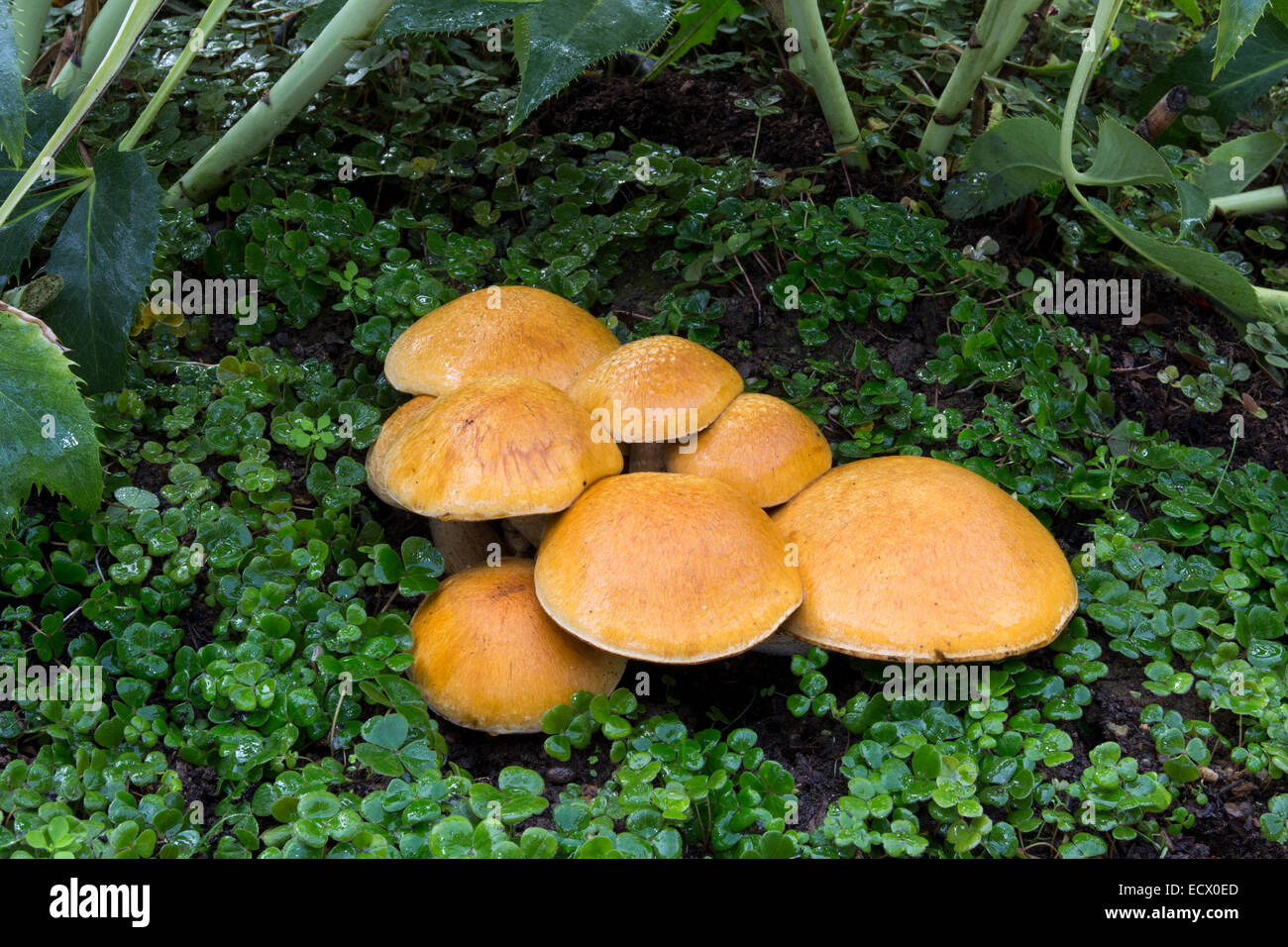 Chiodino fungo chiodino Funghi, Funghi, Funghi, tappo a fungo, dei tappi a fungo, Armillaria mellea, Novato, Marin County, California Foto Stock