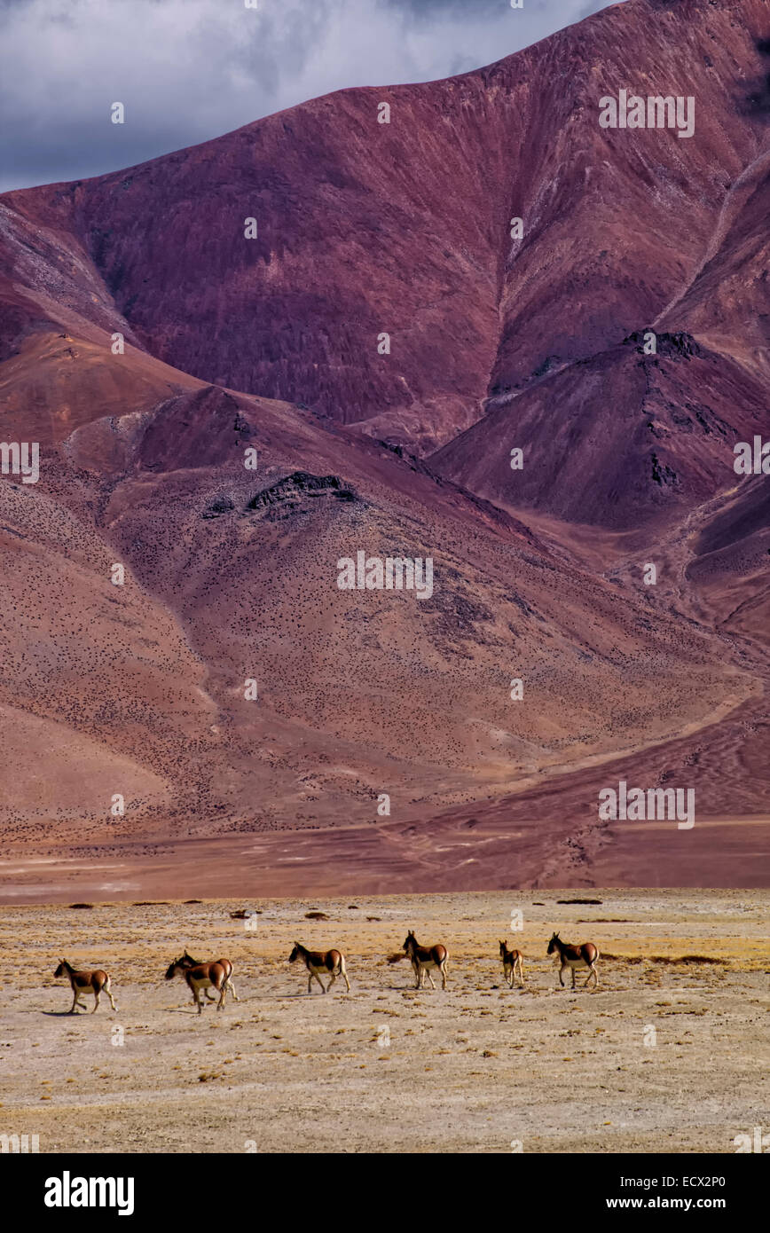 Un altro Tso Kar cavalli, Leh, Ladakh India del Nord Foto Stock