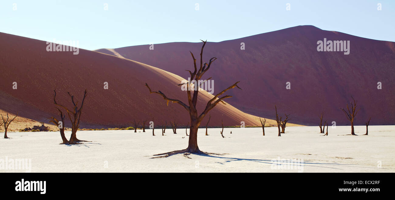 Vista delle dune di sabbia e cammello Thorn trees nel deserto di sole Foto Stock