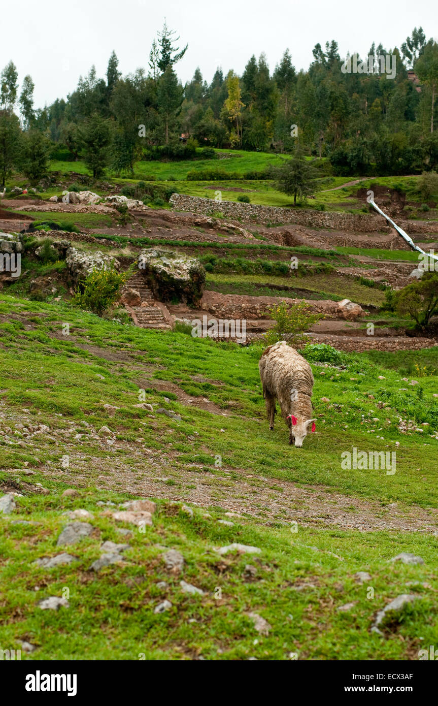 Giovani llama oltre le antiche rovine degli Inca Foto Stock