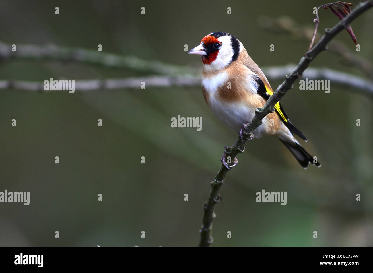 Un cardellino su un ramoscello d'inverno REGNO UNITO Foto Stock