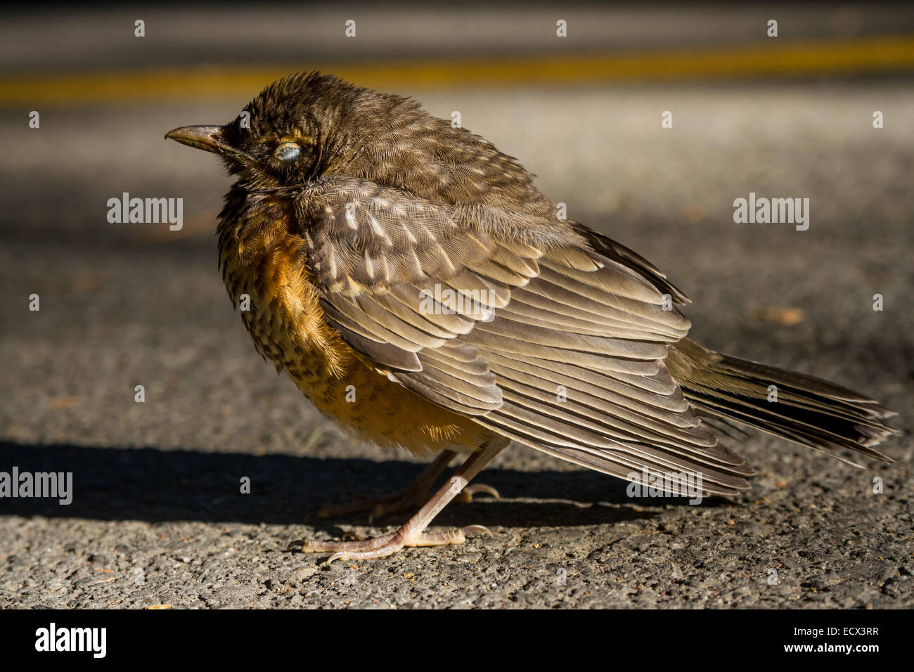 Una dettagliata colpo di un bambino Robin Foto Stock Una dettagliata colpo di un bambino Robin Foto Stock