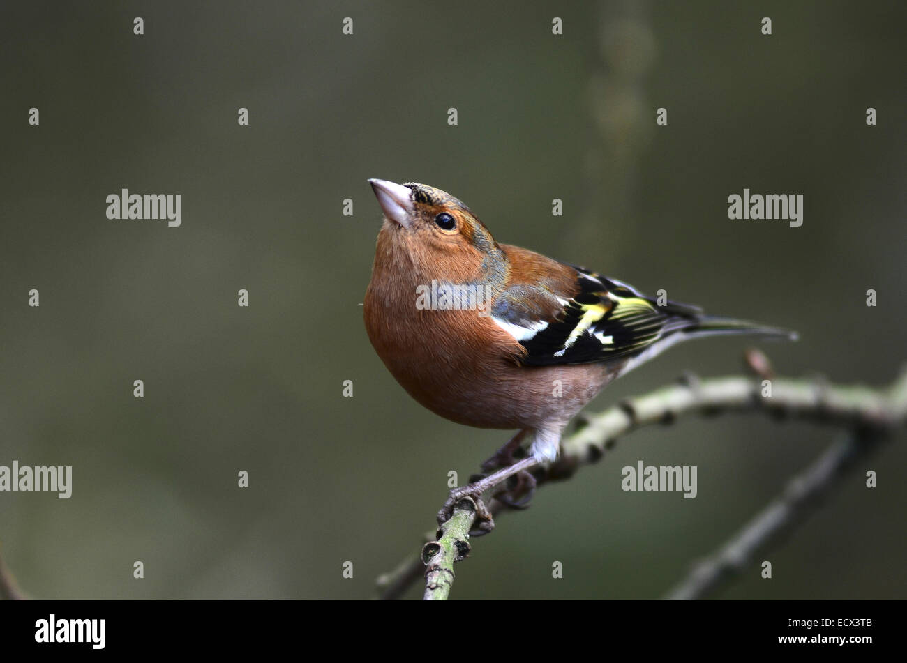 Fringuello maschio Foto Stock