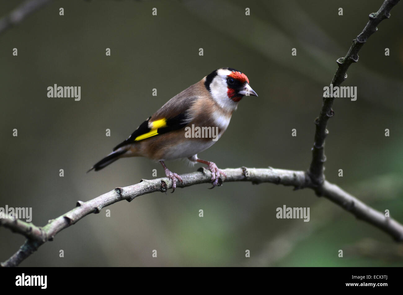 Un cardellino in una struttura ad albero in inverno REGNO UNITO Foto Stock