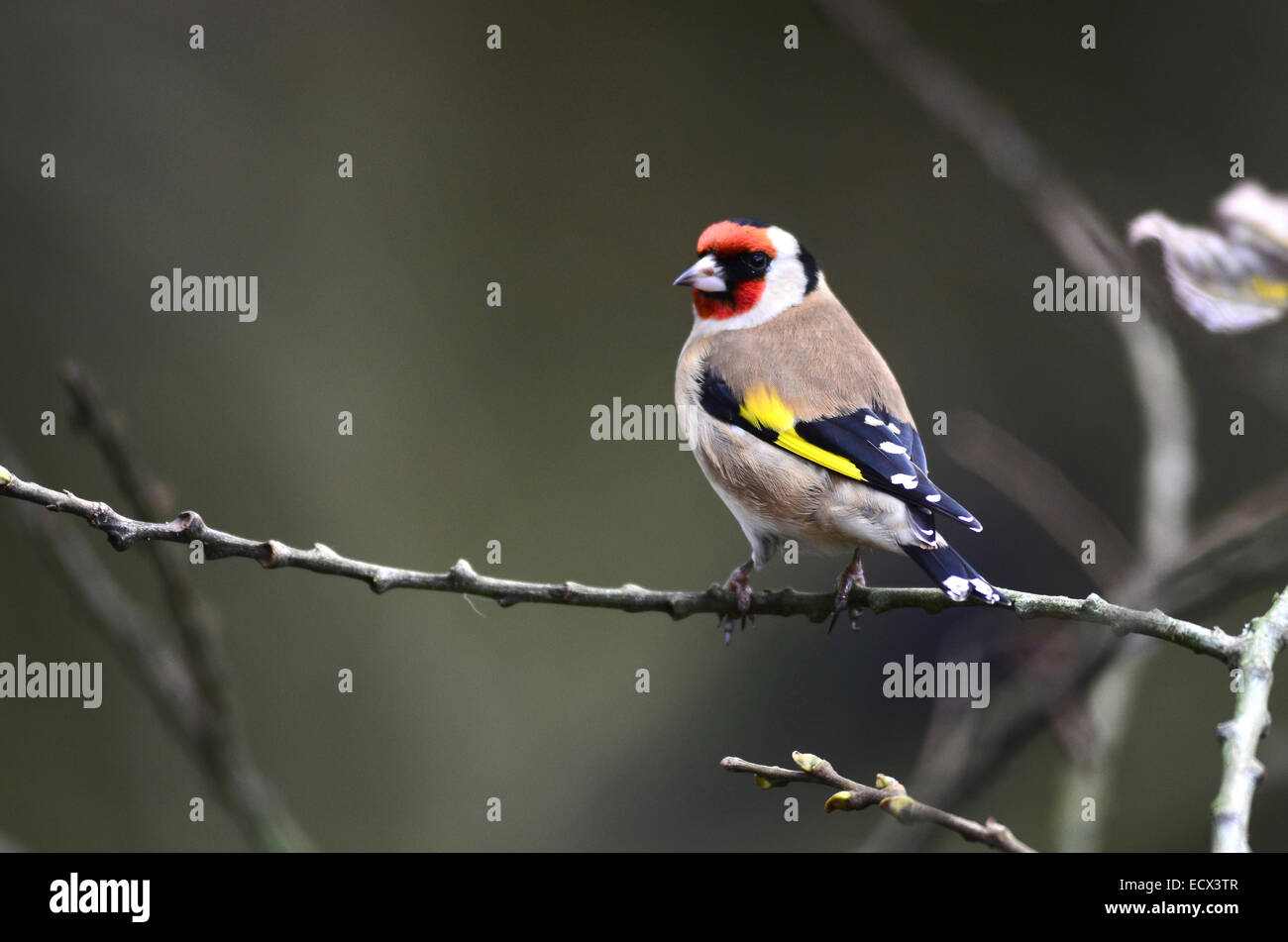 Cardellino su un ramoscello d'inverno REGNO UNITO Foto Stock