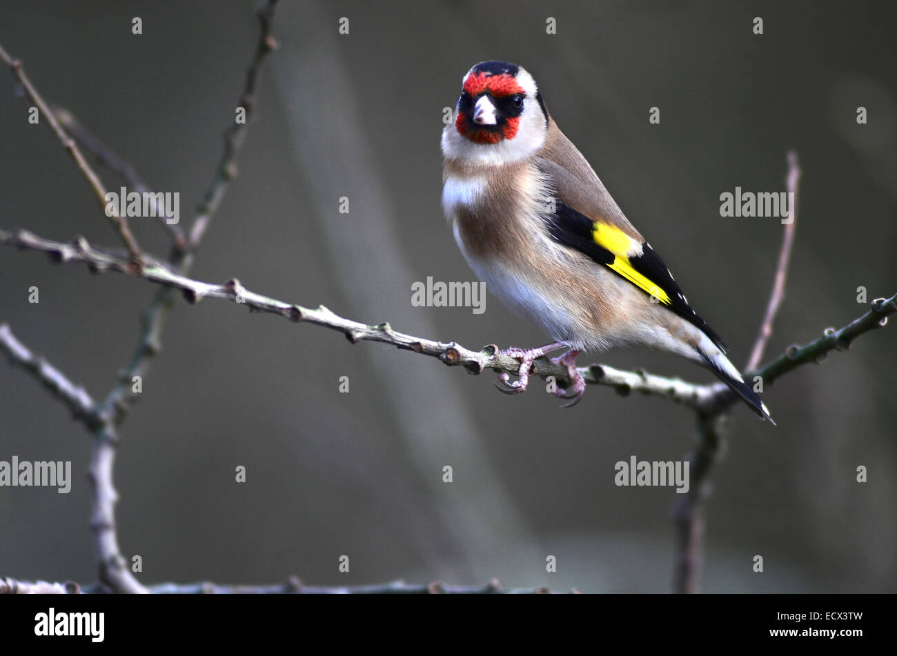 Cardellino su un ramoscello d'inverno REGNO UNITO Foto Stock