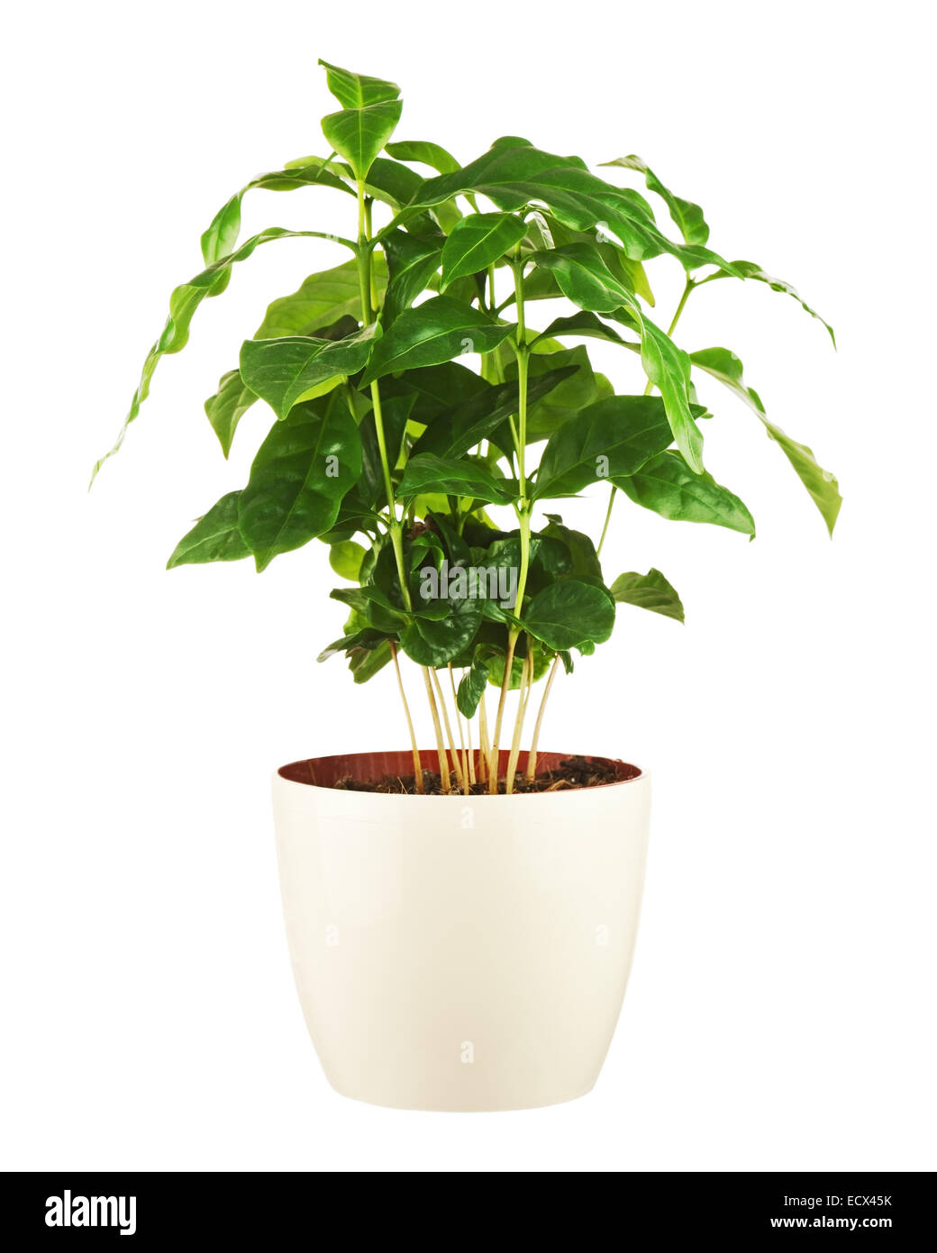 Coffee Tree (pianta arabica) nel vaso di fiori isolati su sfondo bianco. Primo piano. Foto Stock