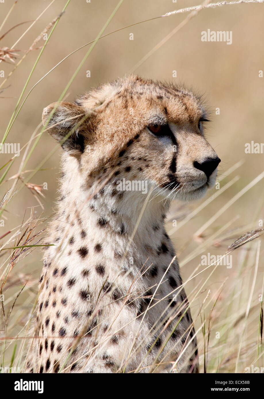 Cheetah cub nel Masai Mara, Kenya Foto Stock