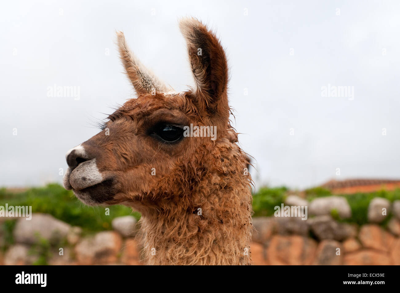 La foto di un simpatico llama in Perù Foto Stock