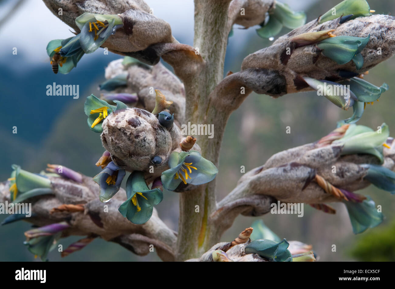 Fiore di montagna in piena fioritura con le montagne sullo sfondo Foto Stock