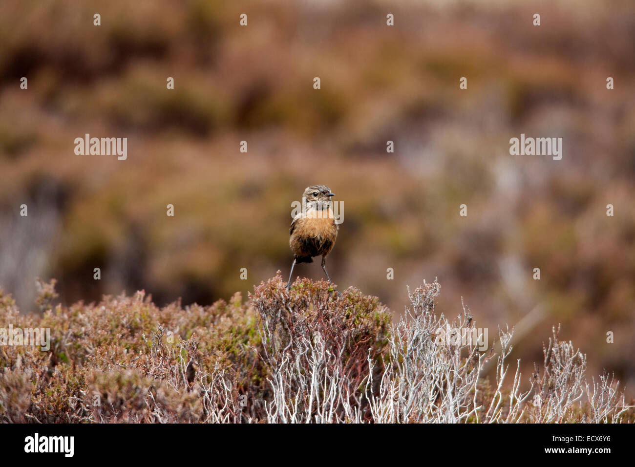 Stonechat comune Saxicola torquatus femmina adulta in allevamento piumaggio arroccato su di North Uist Foto Stock