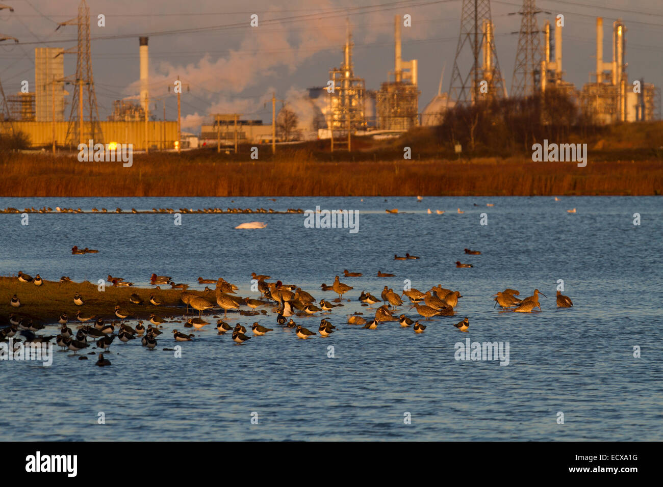 Curlews e pavoncella al tramonto a RSPB Saltholme Foto Stock