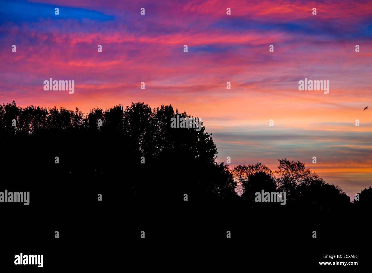 All'aperto, rosa, la luce del sole, viola, cloud, colore blu, viaggi, incredibile, colorate di rosso, bellezza, gli orari di alba e tramonto, seascape, sky, boa Foto Stock