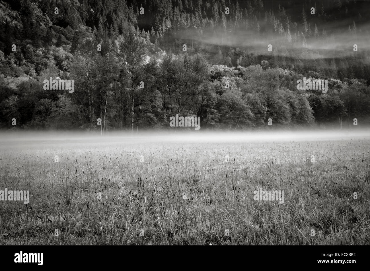 Foschia mattutina in un campo di fattoria, Skagit County, Washington, Stati Uniti d'America Foto Stock