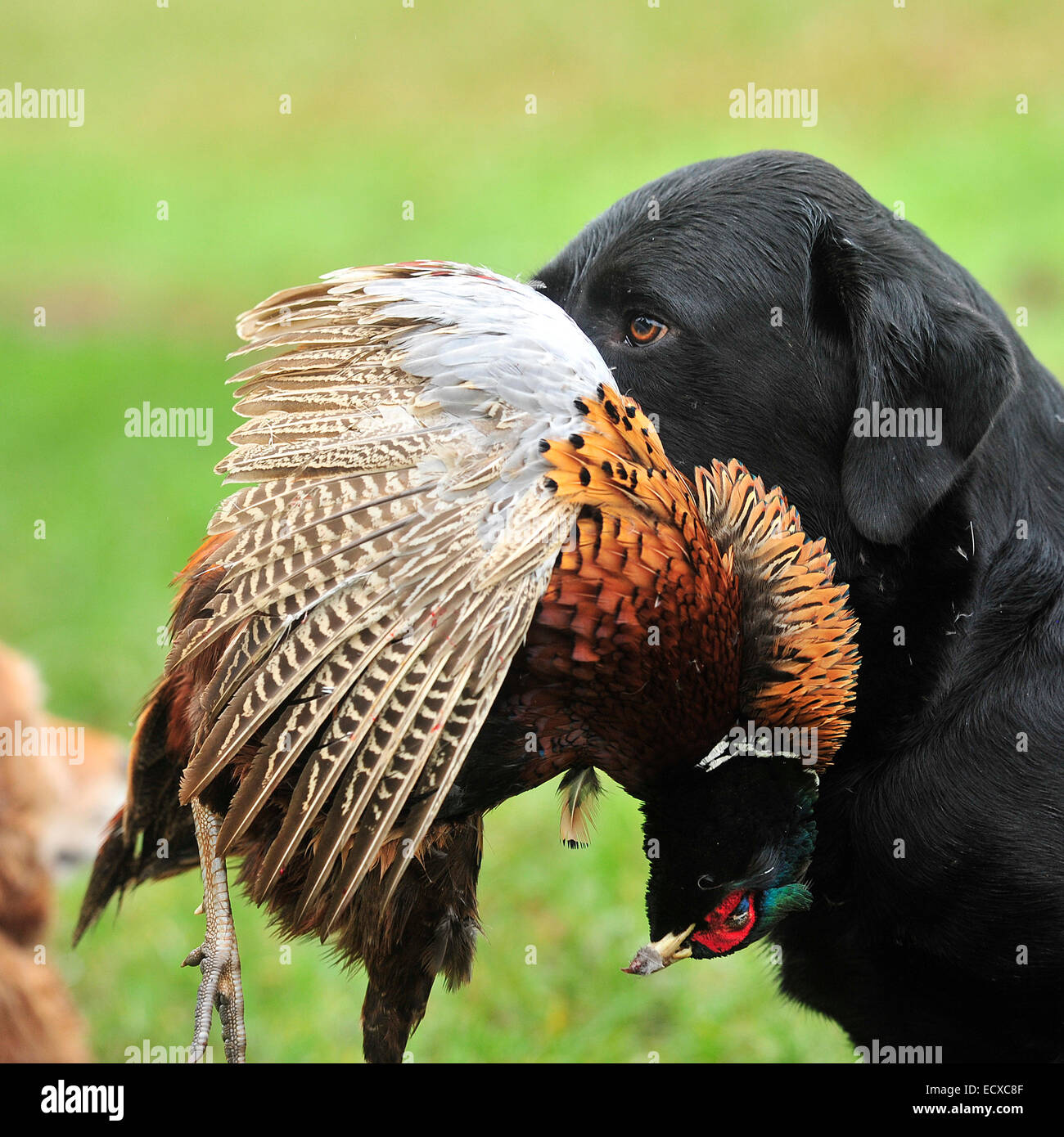 Il labrador recuperando un dead shot fagiano Foto Stock