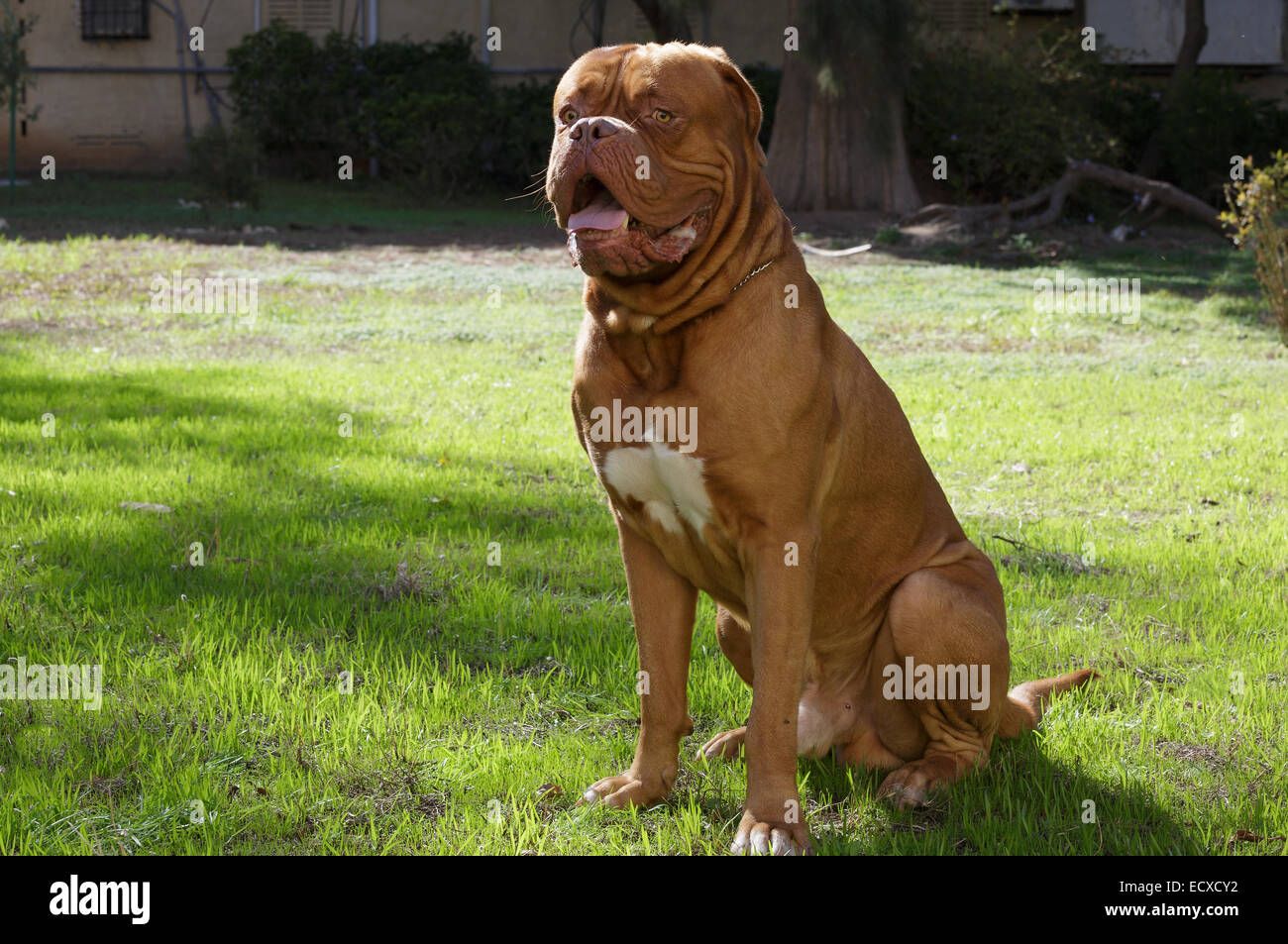 Bella Bordeaux ritratto di cane Foto Stock