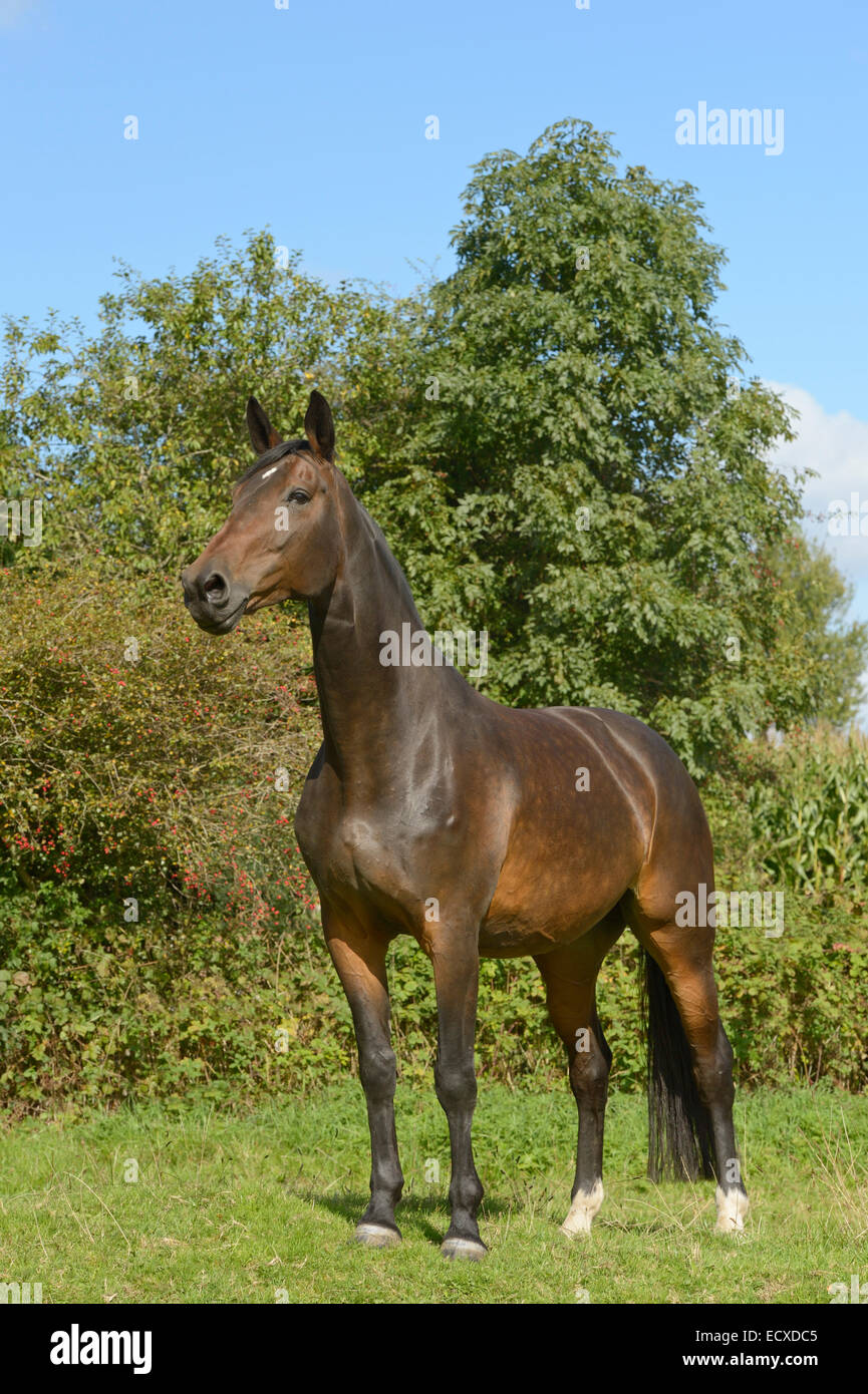 KWPN - Königlik Warmblood Paarden del Nederlands, cavallo olandese Foto Stock