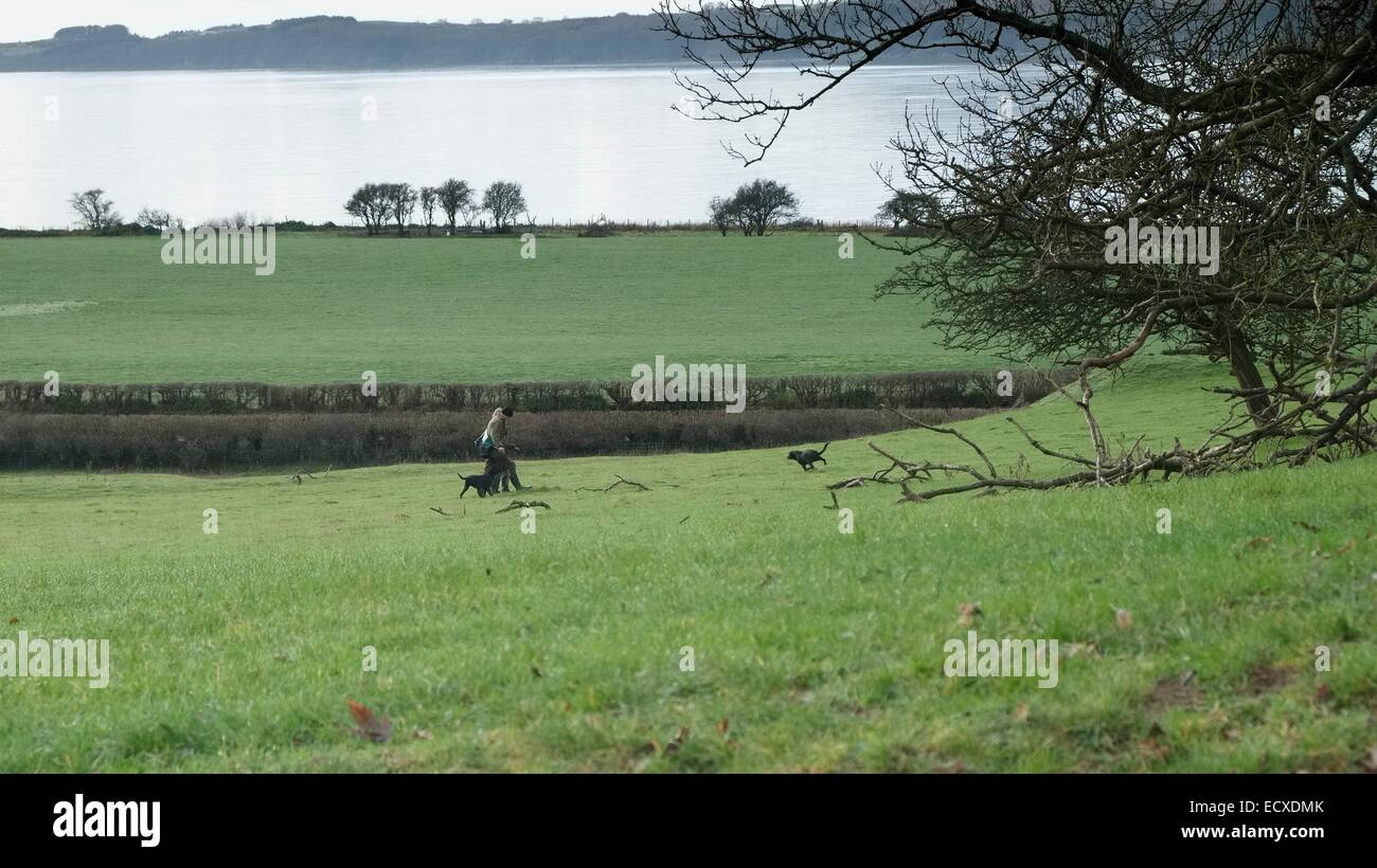 Caccia ai faggiani in Scozia : il prelievo con i cani Foto Stock