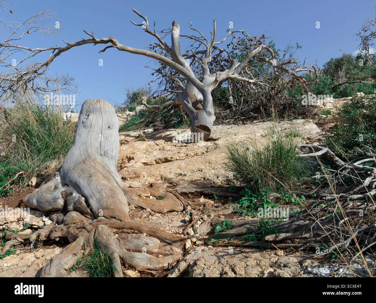Tagliare un albero sulla collina Foto Stock