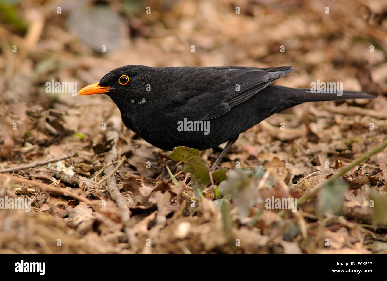 Ritratto orizzontale di comune Merlo, Turdus merula (Turdidae), maschio adulto in cerca di cibo sul terreno. Foto Stock