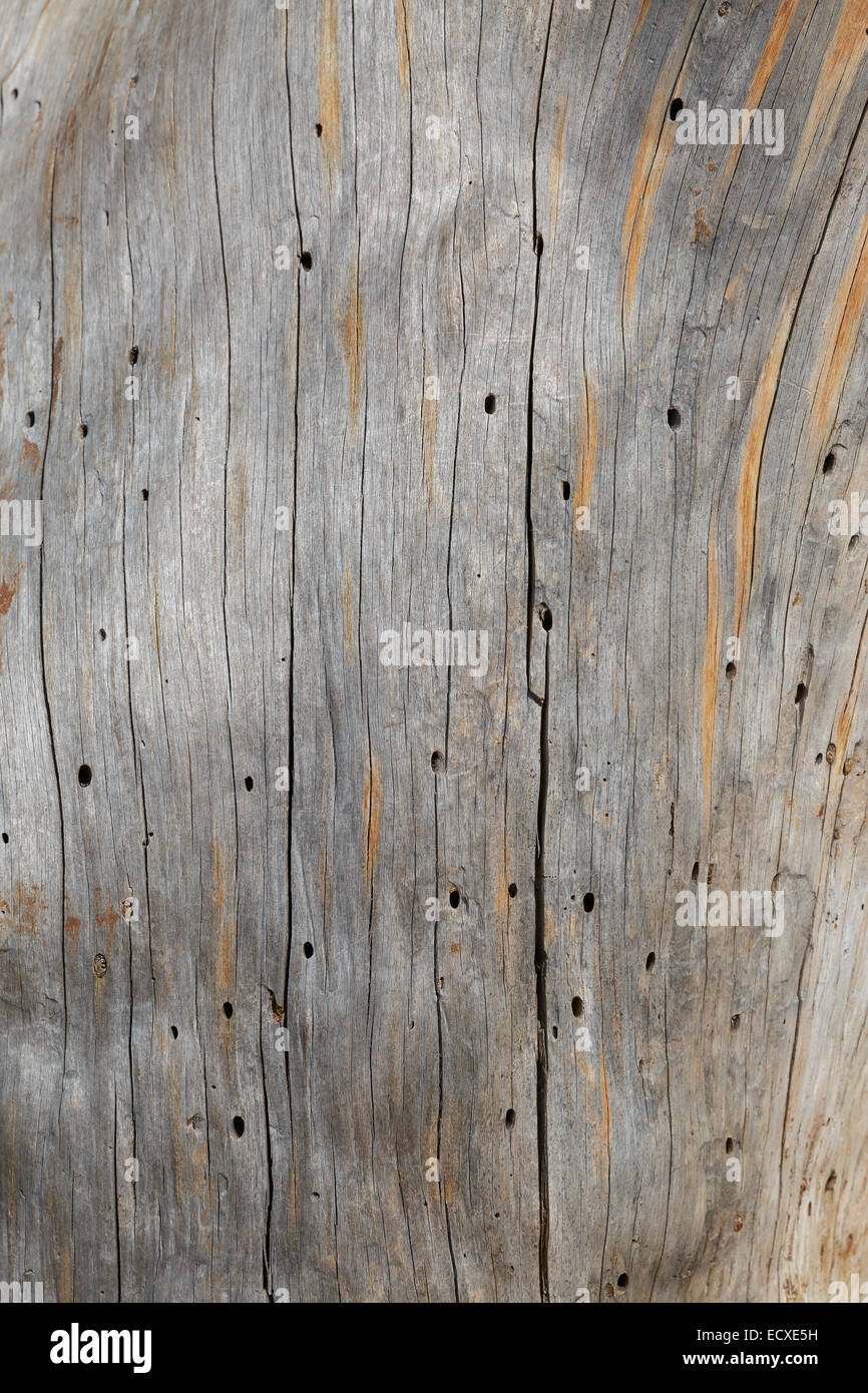 Bella corteccia di albero, sfondo, tessitura Foto Stock