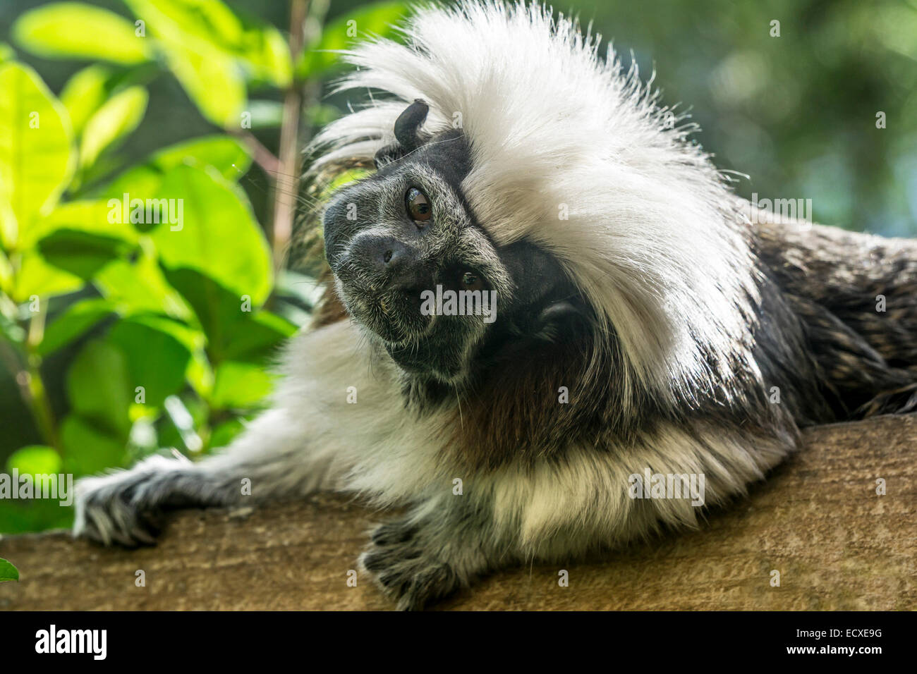 Tenerife - Monkey Park Zoo, Los Cristianos. Il cotone intitolata Tamarin. Foto Stock