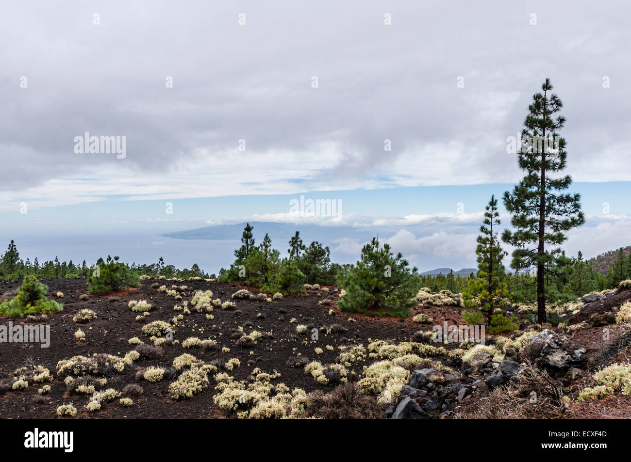 Tenerife - Parco nazionale di campagna vicino Samara vulcano. Foto Stock