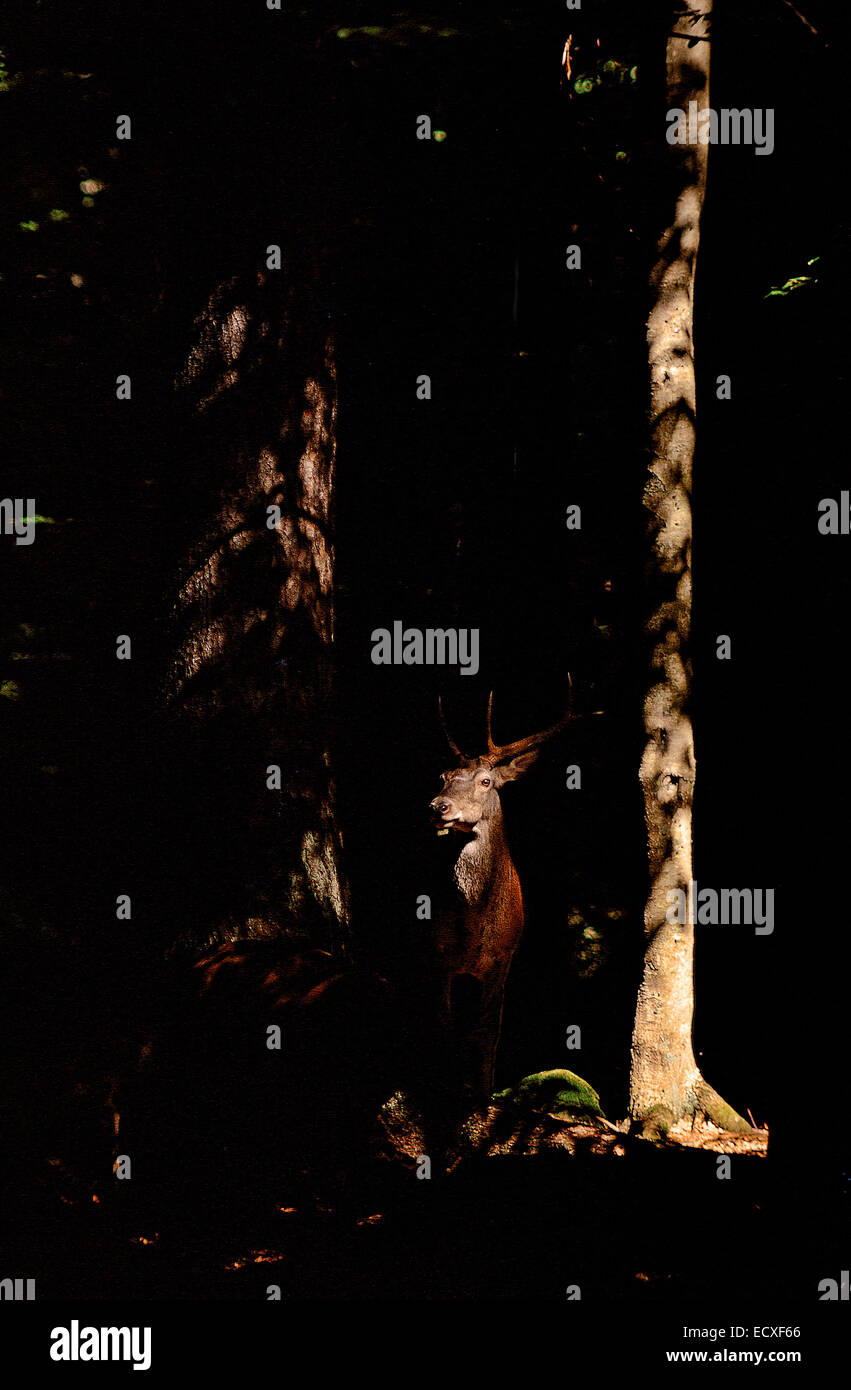 Il cervo (Cervus elaphus) maschio tra la luce e il buio della foresta Foto Stock