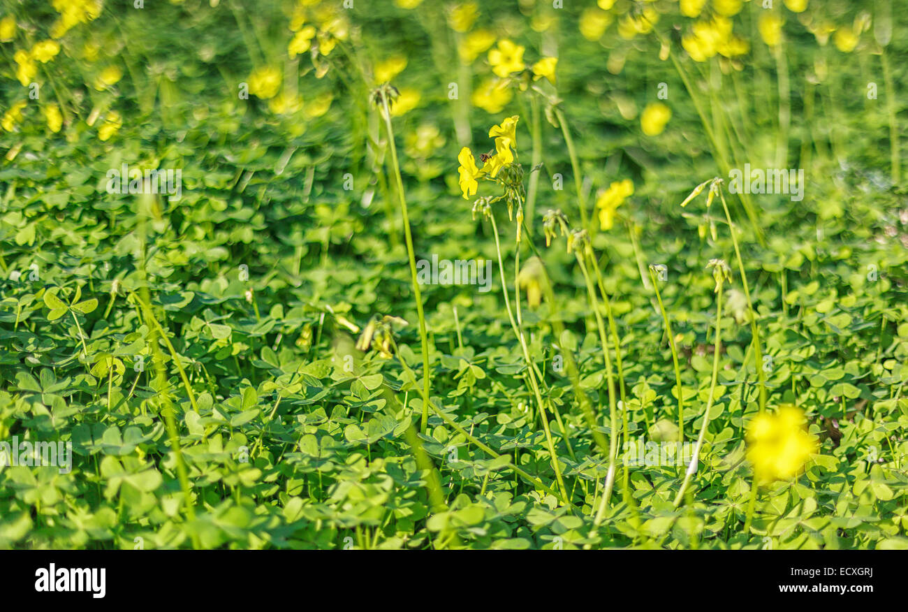 Bee giocare intorno Foto Stock