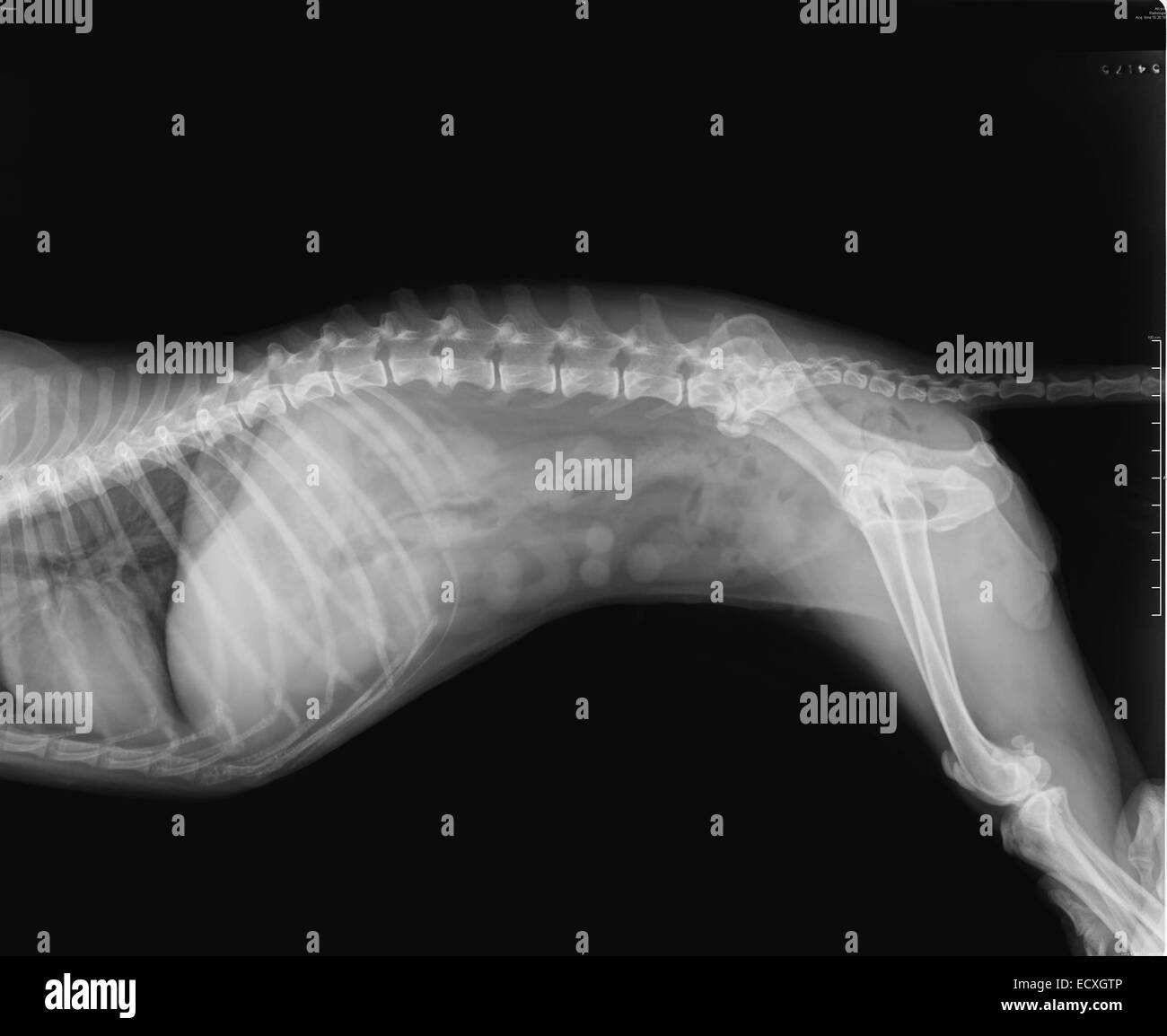 Negativa X-Ray della colonna vertebrale, torace, addome, pelvi e del femore di una femmina di 16 anni un cane di piccola taglia Foto Stock